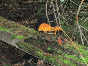 IMG_0930-001